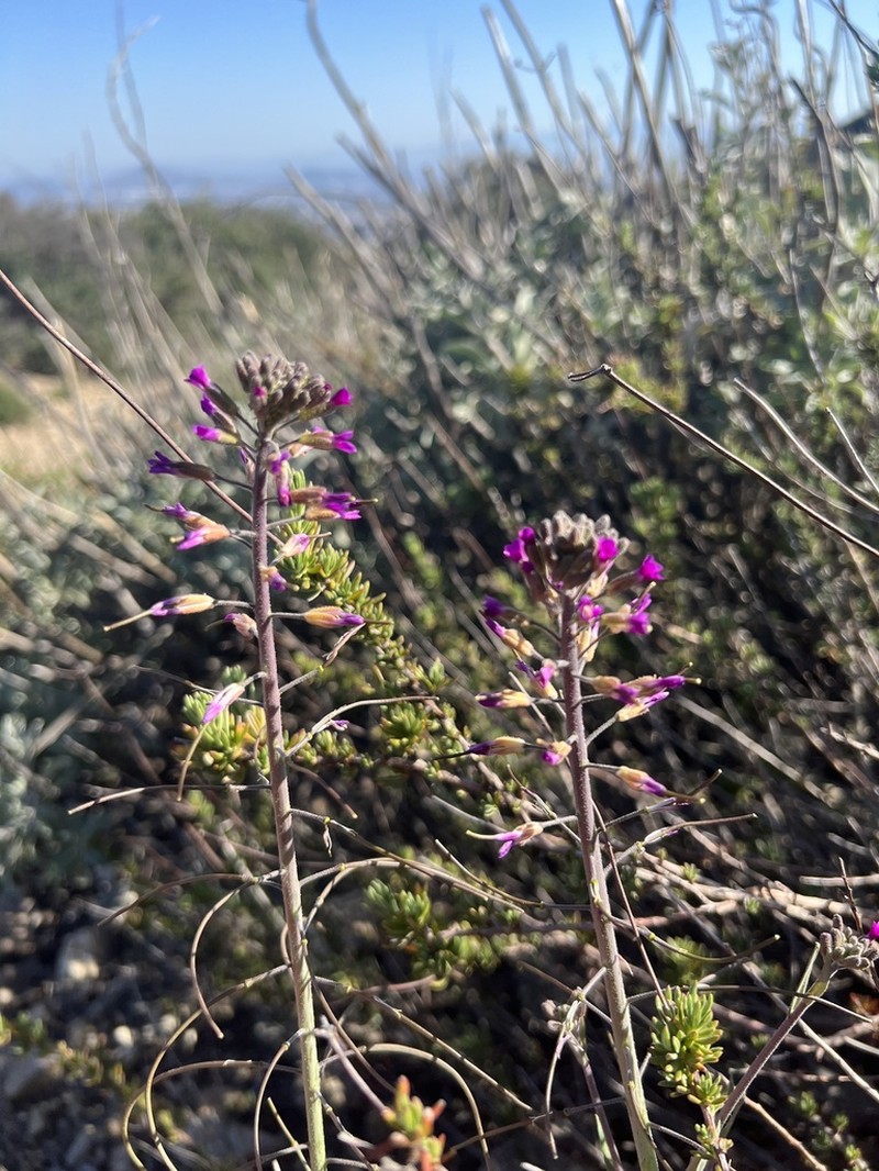 Boechera californica
