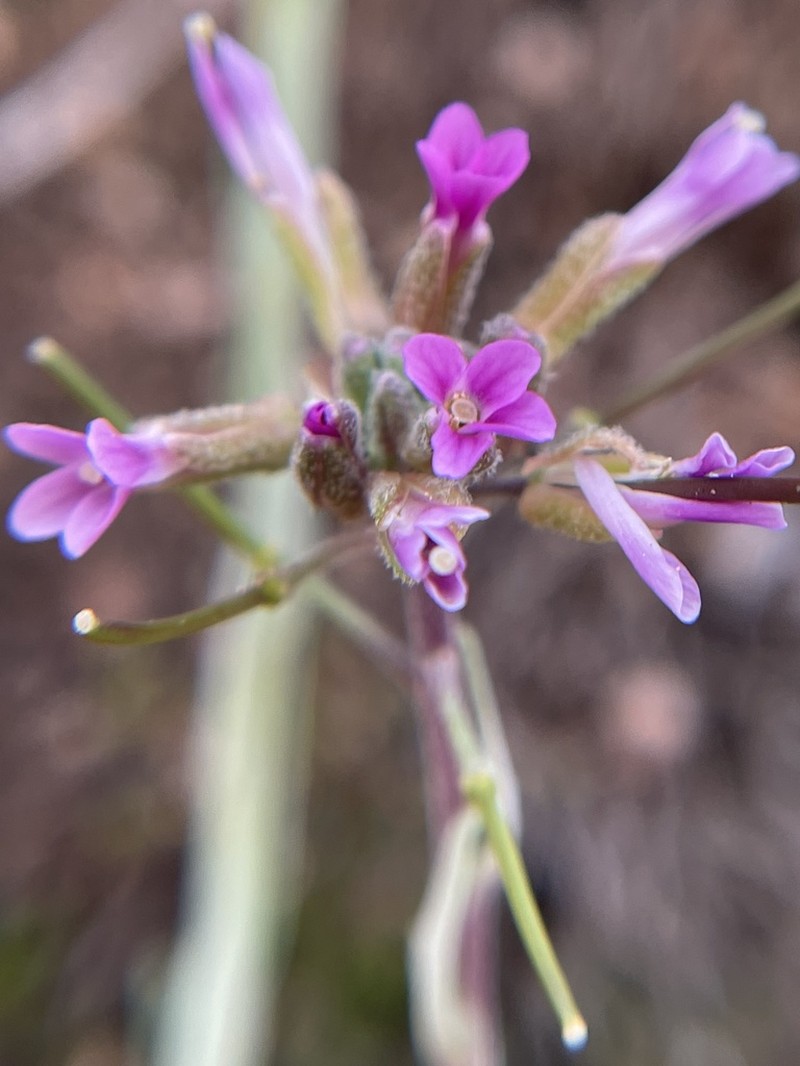 Boechera californica photo 2