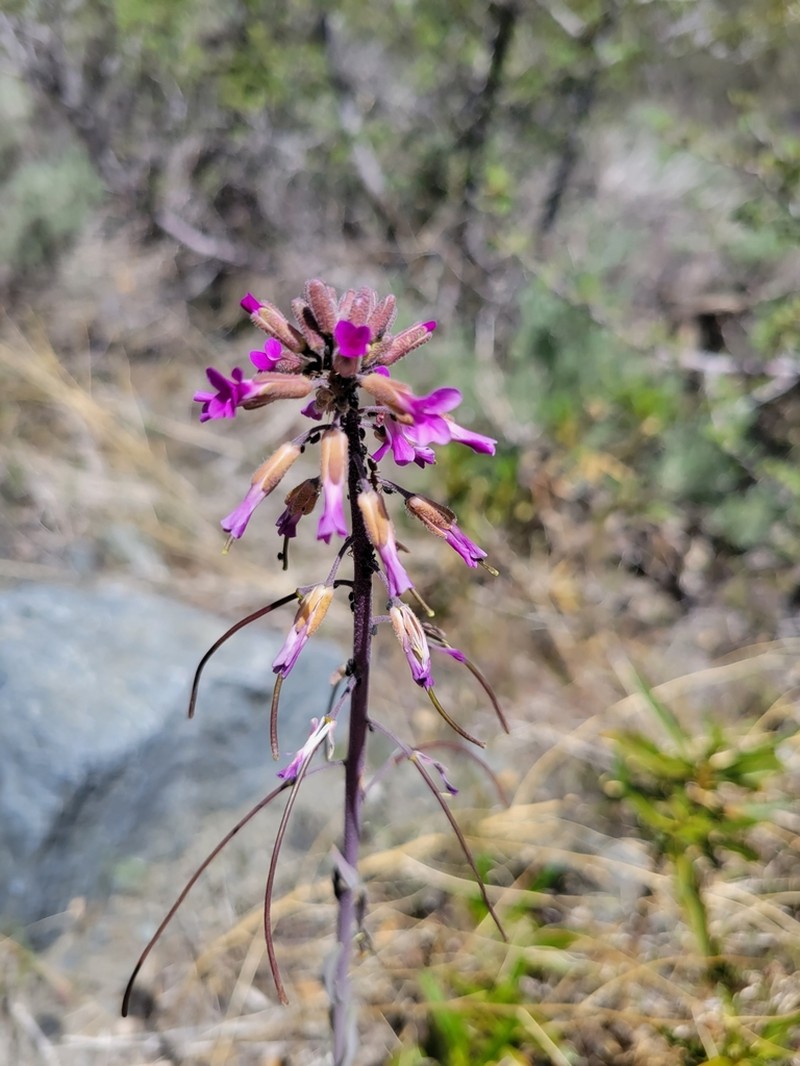Boechera californica photo 3