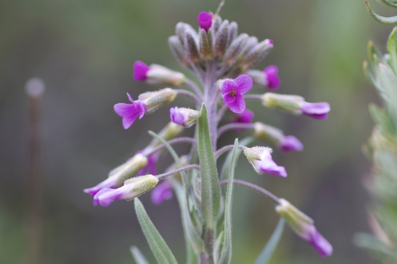 Boechera californica photo 4