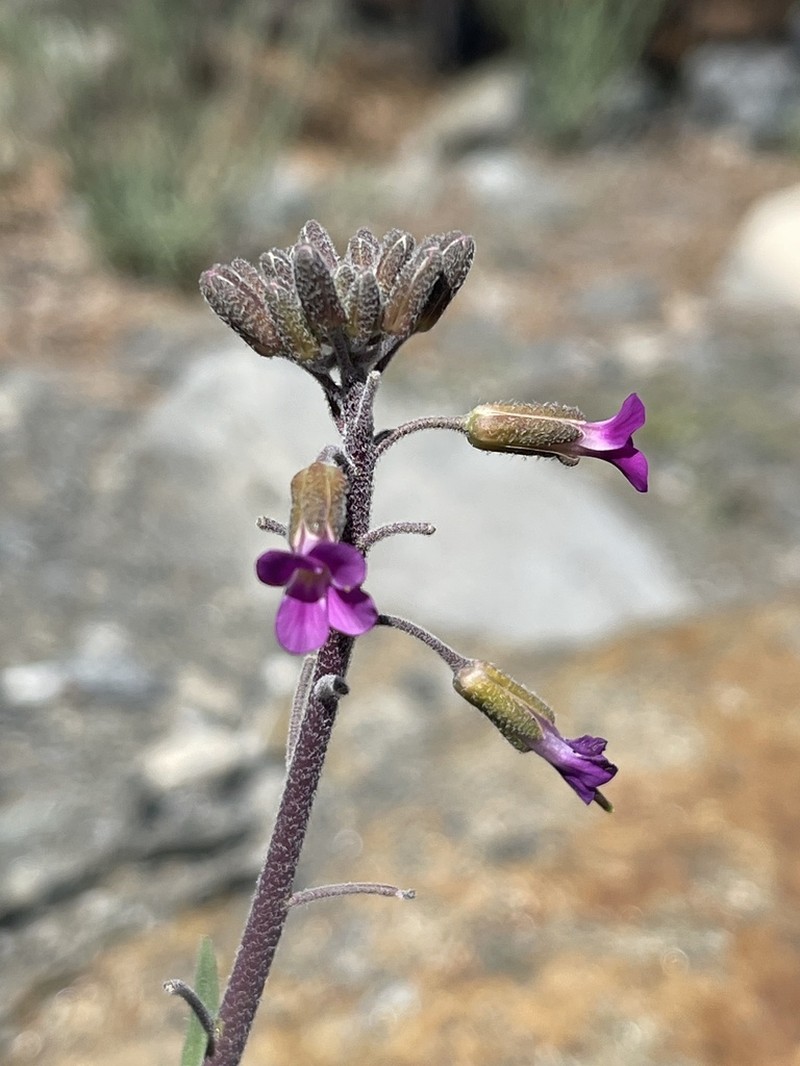 Boechera californica photo 5
