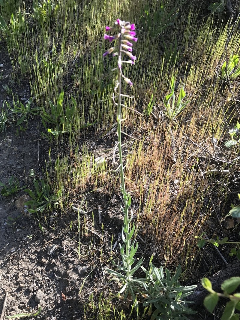 Boechera californica photo 6