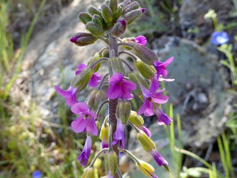 Boechera californica photo 7