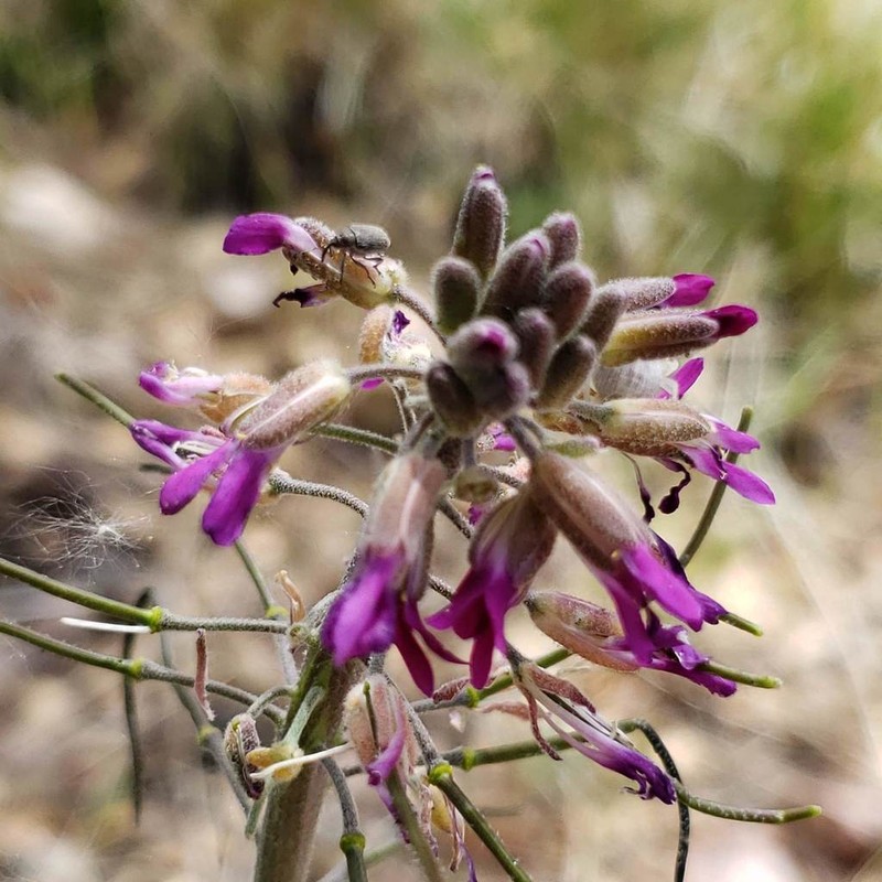 Boechera californica photo 8