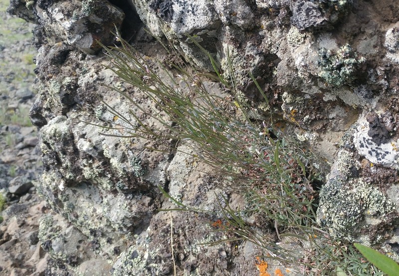 Boechera cascadensis