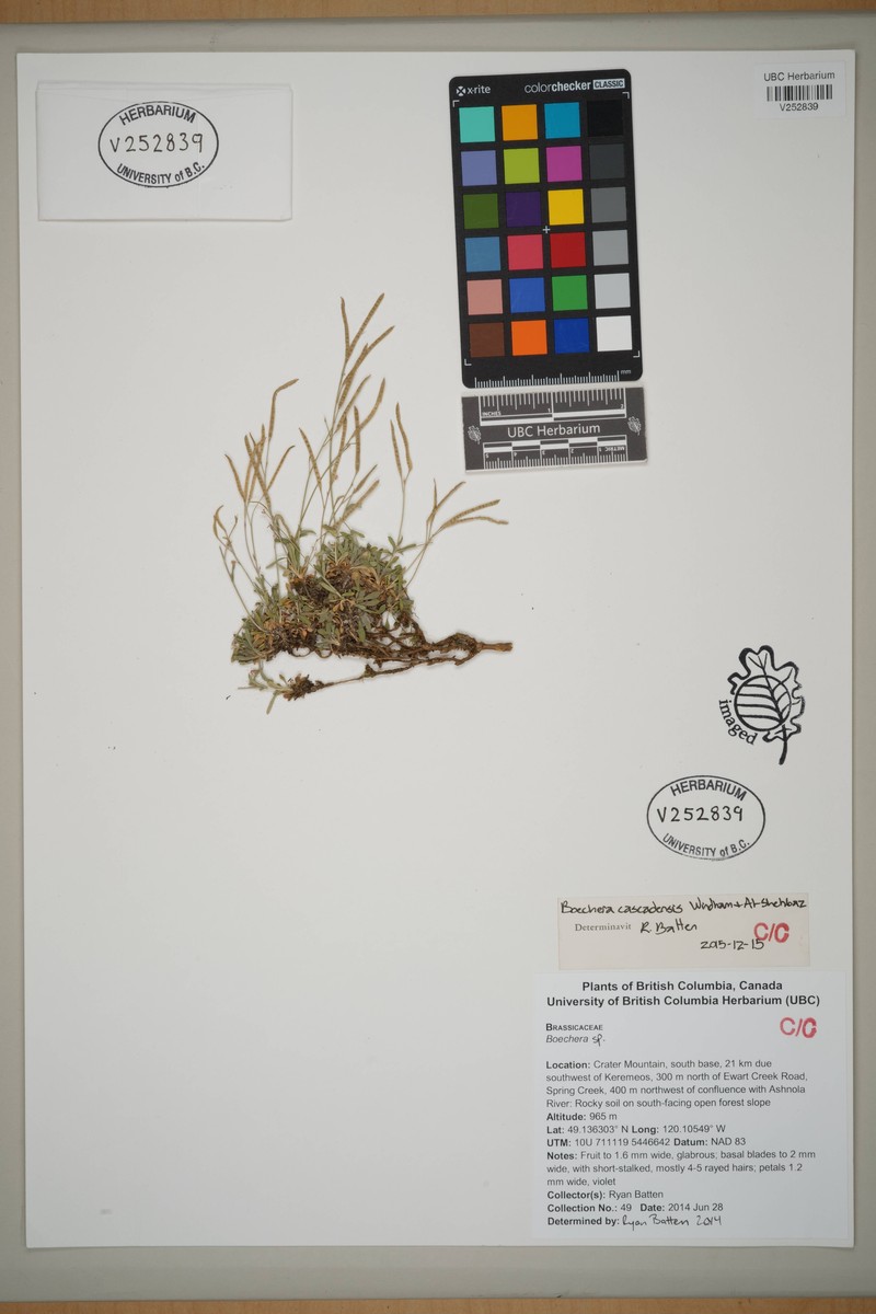 Boechera cascadensis photo 5