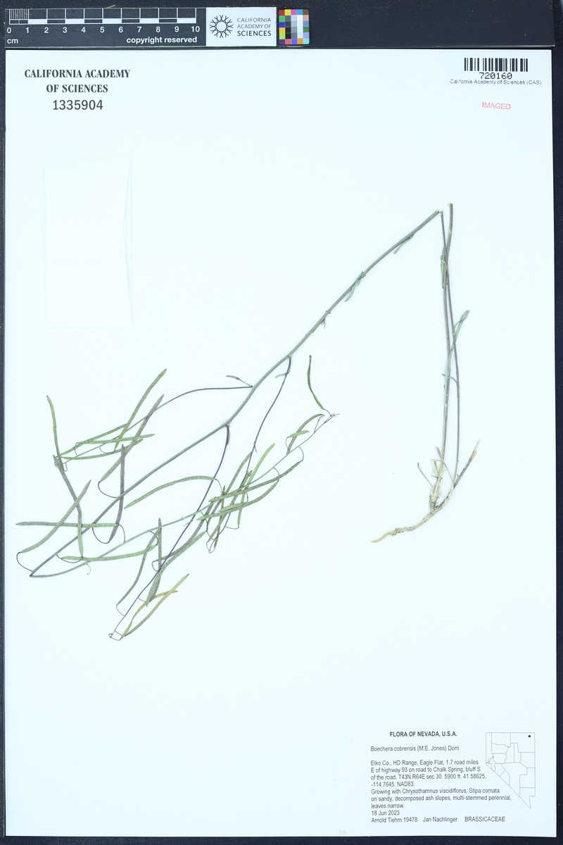 Sagebrush Rockcress photo 2