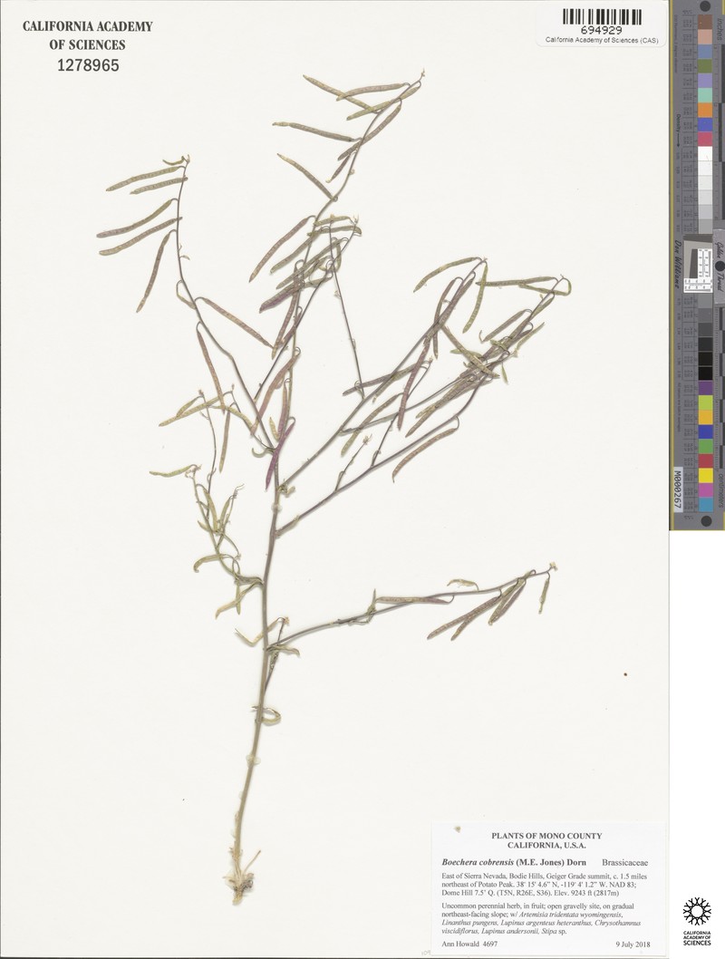 Sagebrush Rockcress photo 3