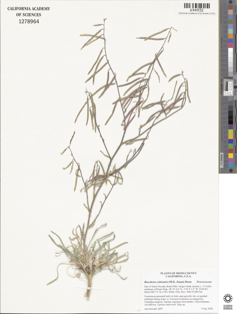 Sagebrush Rockcress photo 4