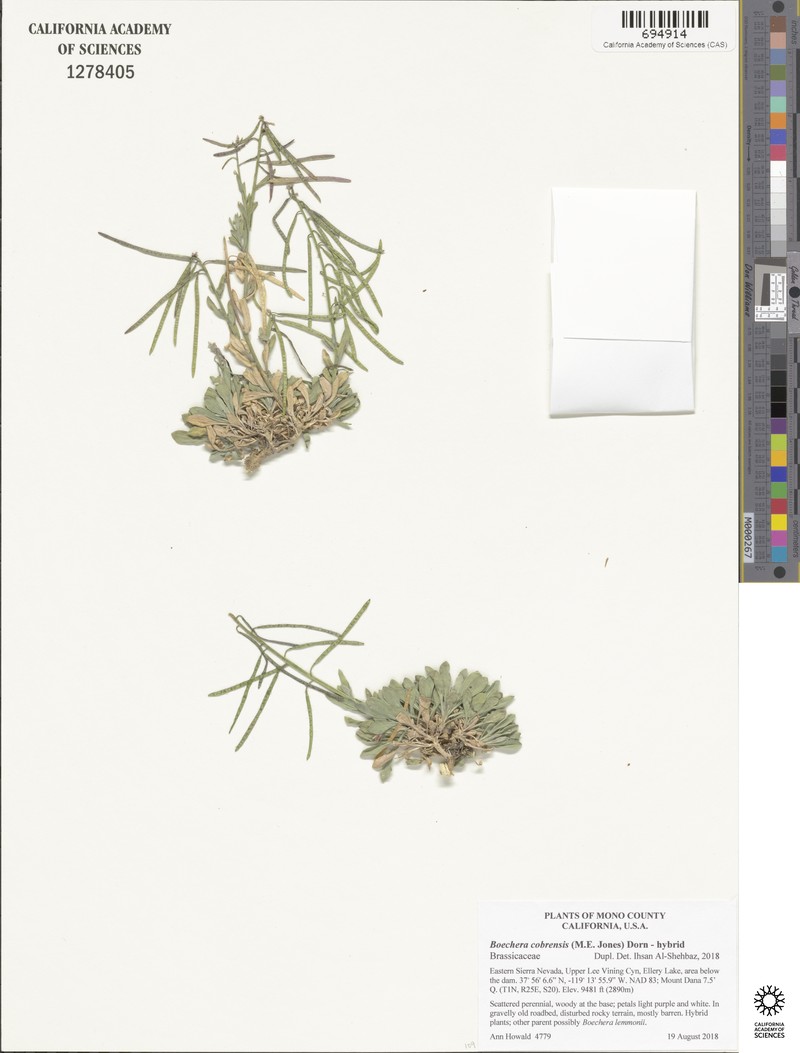 Sagebrush Rockcress photo 5