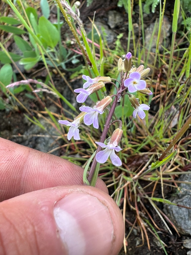 Boechera collinsii