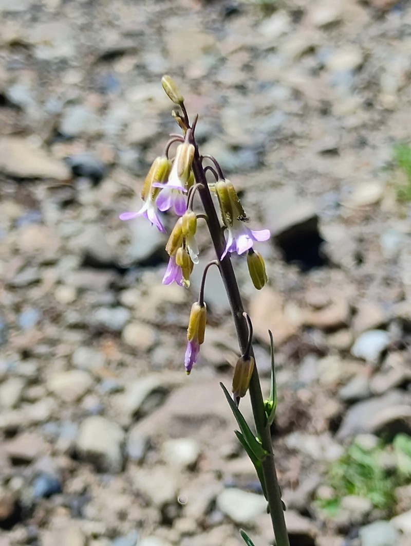 Boechera collinsii photo 2