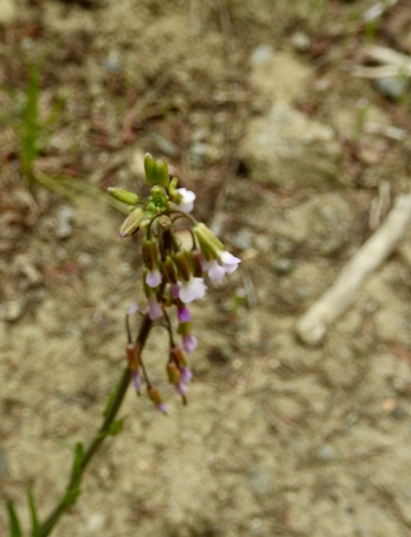 Boechera collinsii photo 3