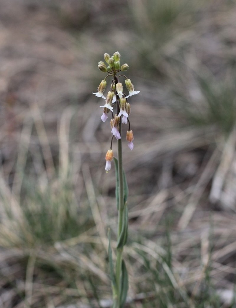 Boechera collinsii photo 5