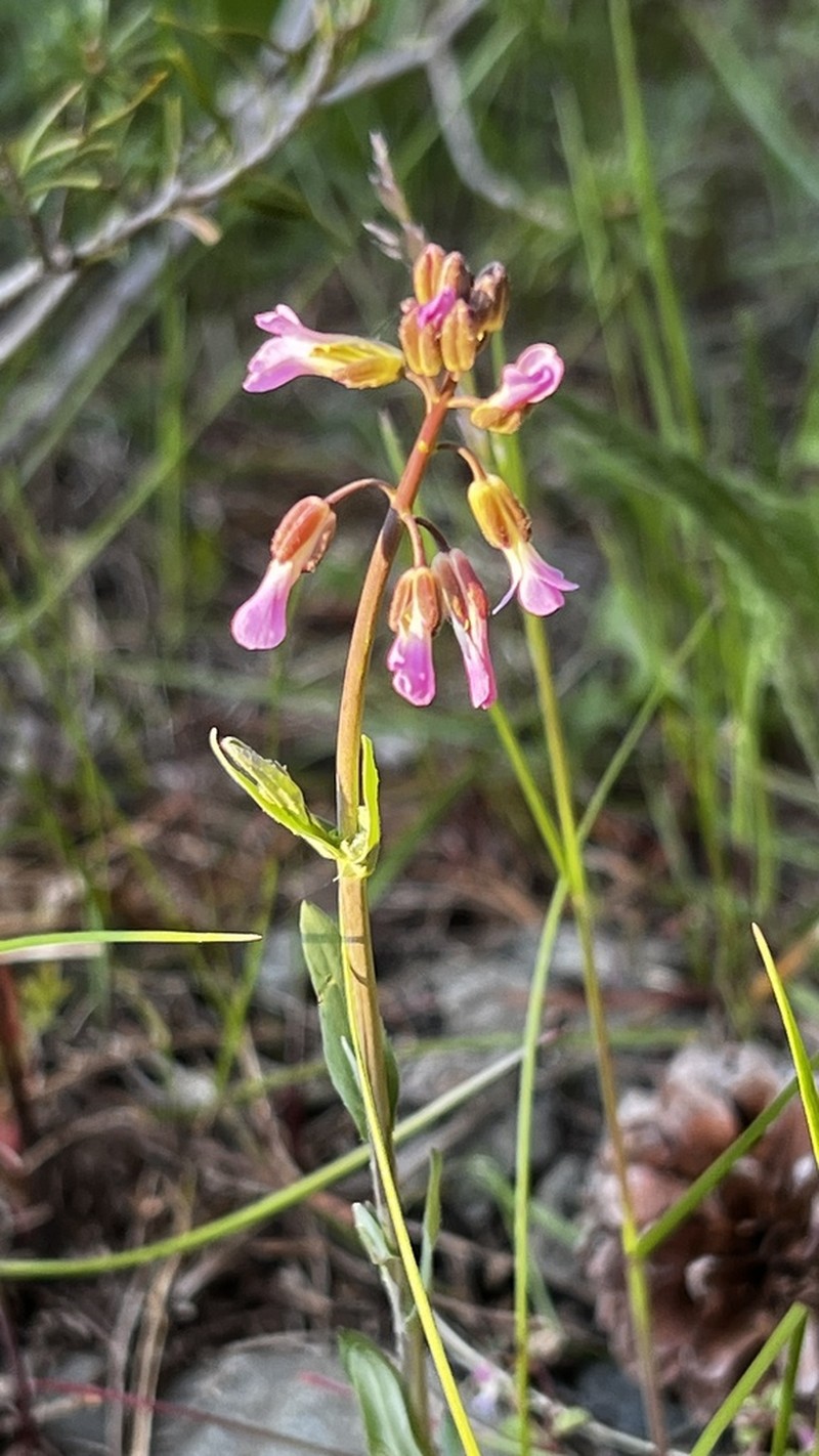 Boechera collinsii photo 7