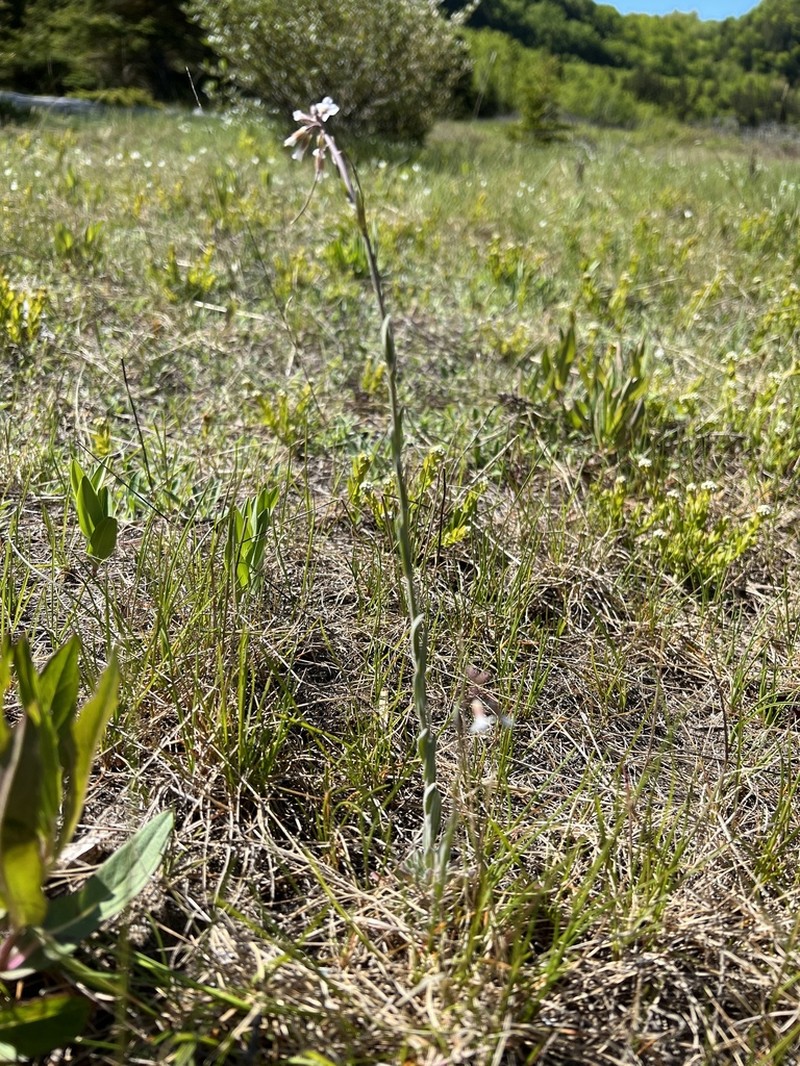 Boechera collinsii photo 8