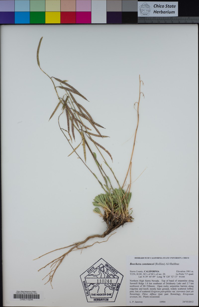 Constance's Rockcress