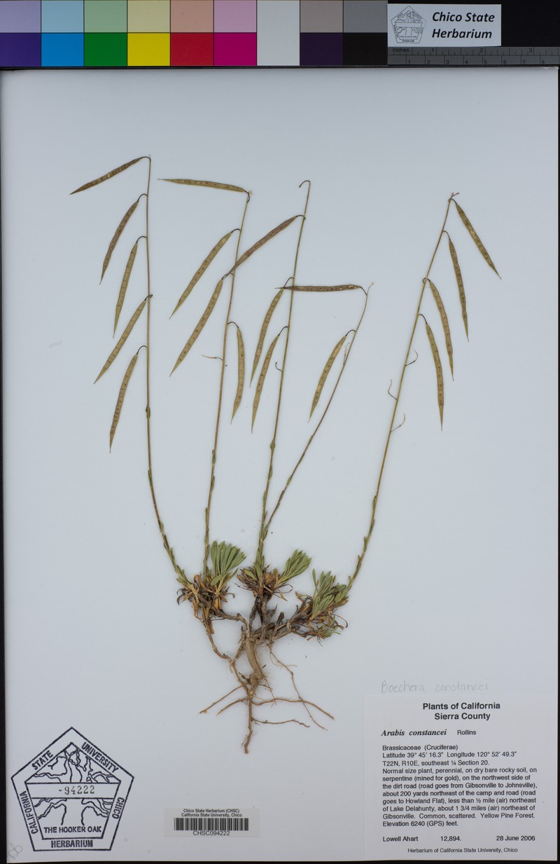 Constance's Rockcress photo 2