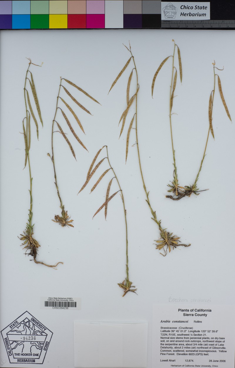 Constance's Rockcress photo 3