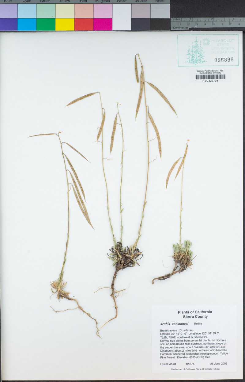 Constance's Rockcress photo 4