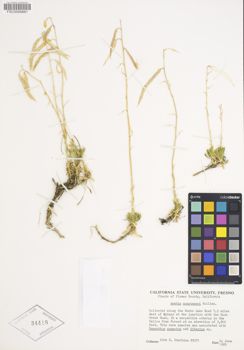 Constance's Rockcress photo 5