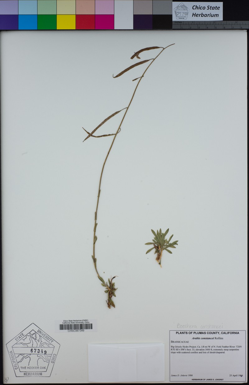 Constance's Rockcress photo 6