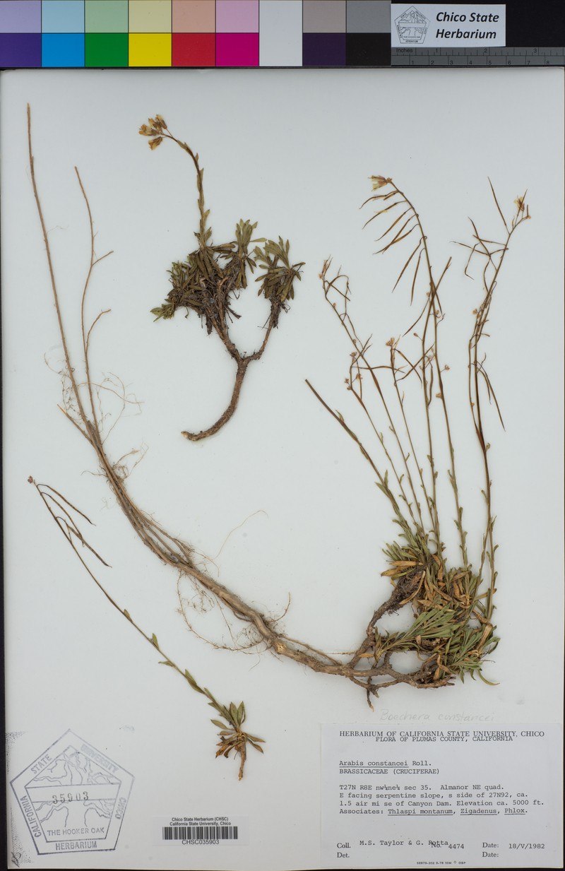 Constance's Rockcress photo 7