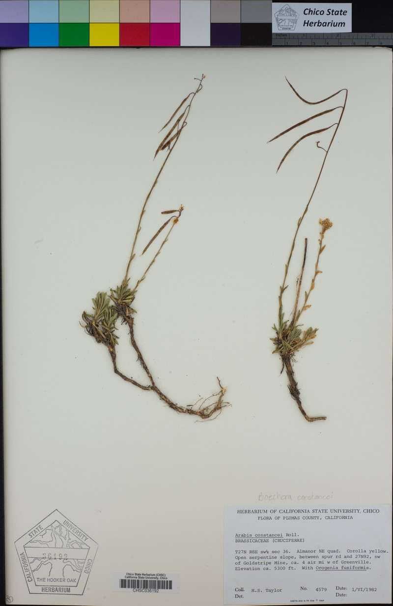 Constance's Rockcress photo 8