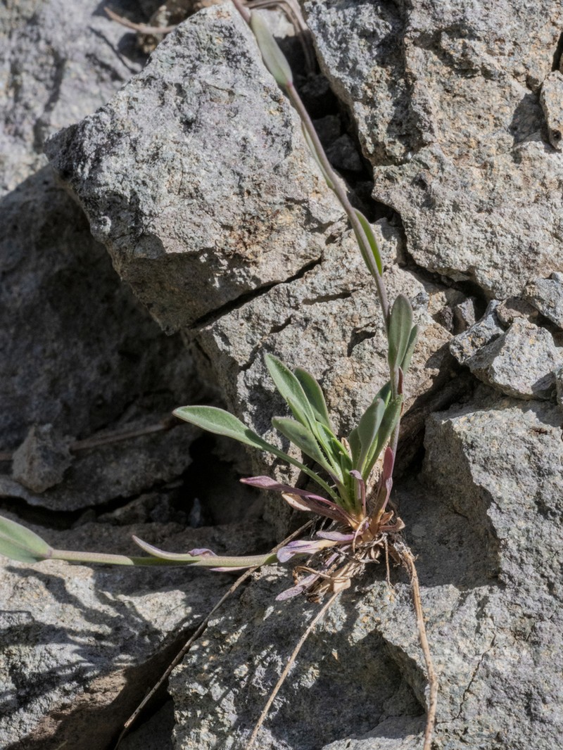 Boechera covillei
