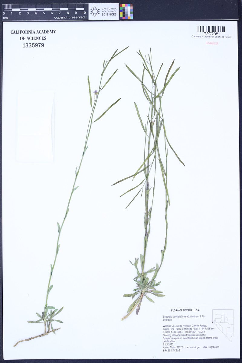 Boechera covillei photo 3