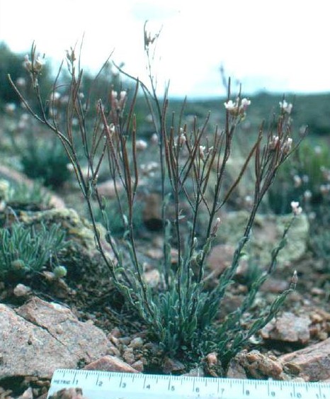 Crandall's Rockcress