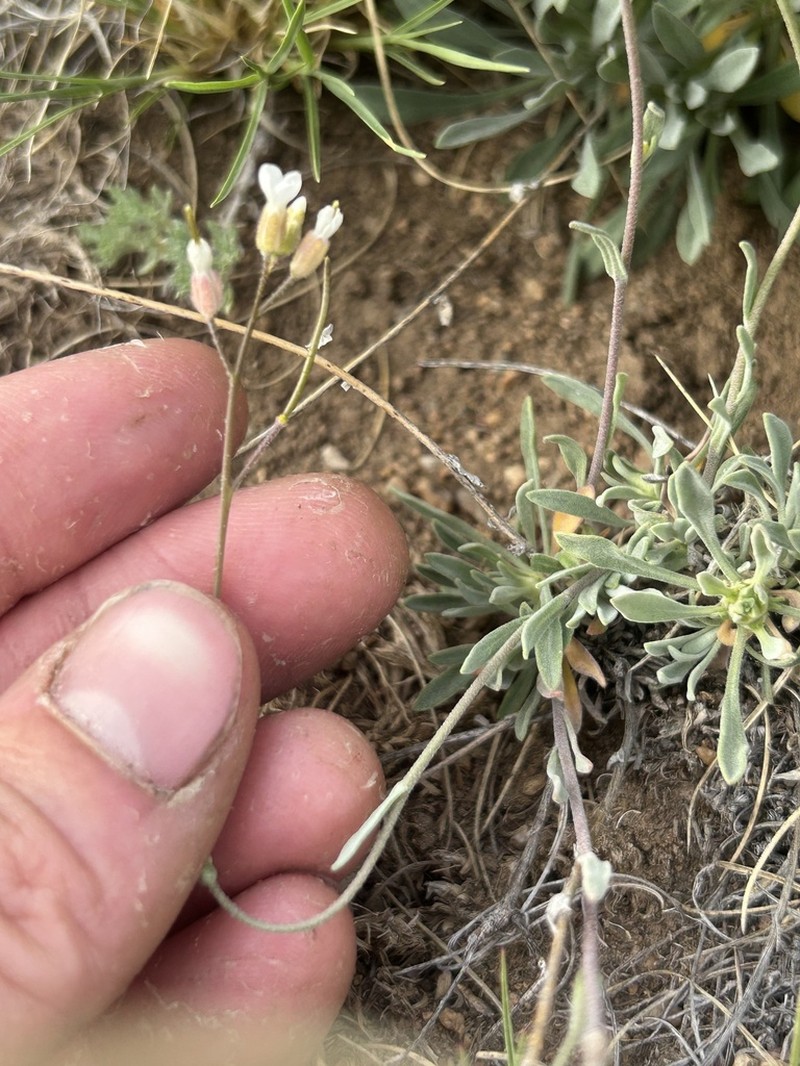 Crandall's Rockcress photo 3