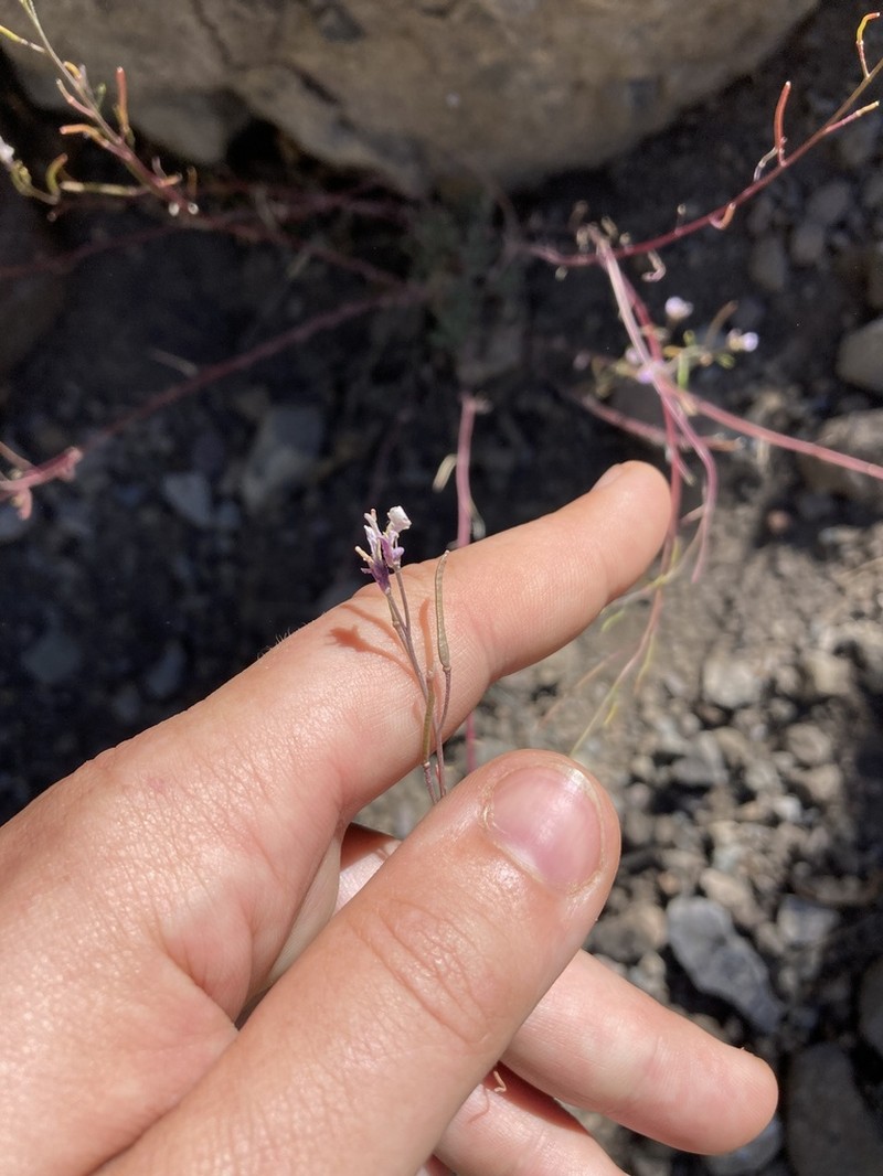 Crandall's Rockcress photo 4
