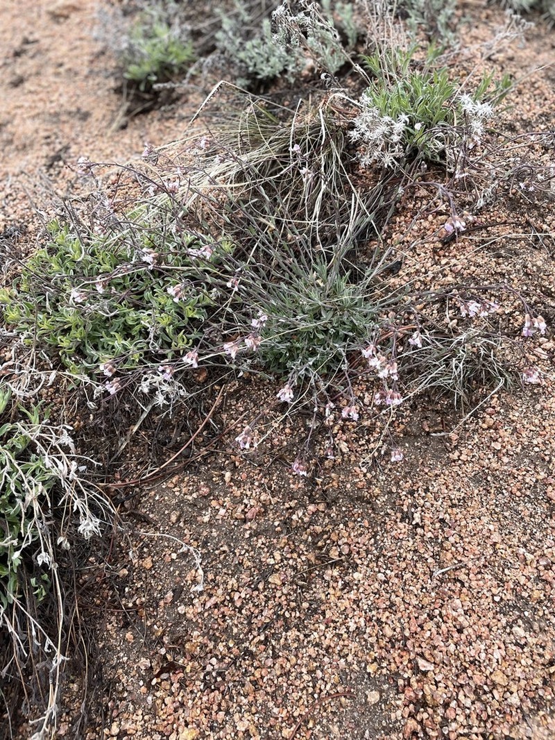 Crandall's Rockcress photo 5