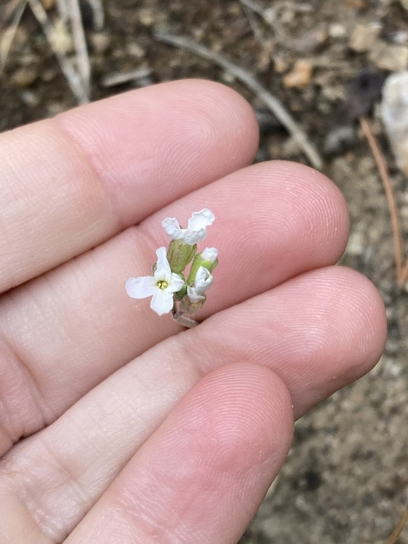 Crandall's Rockcress photo 6