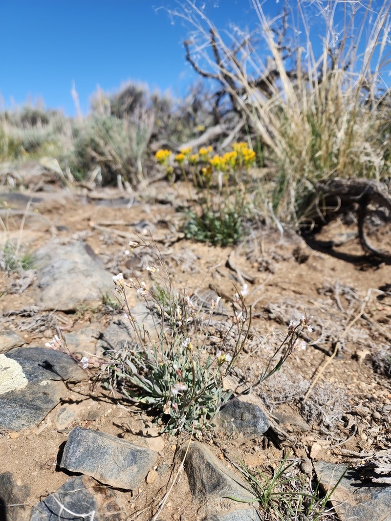 Crandall's Rockcress photo 7