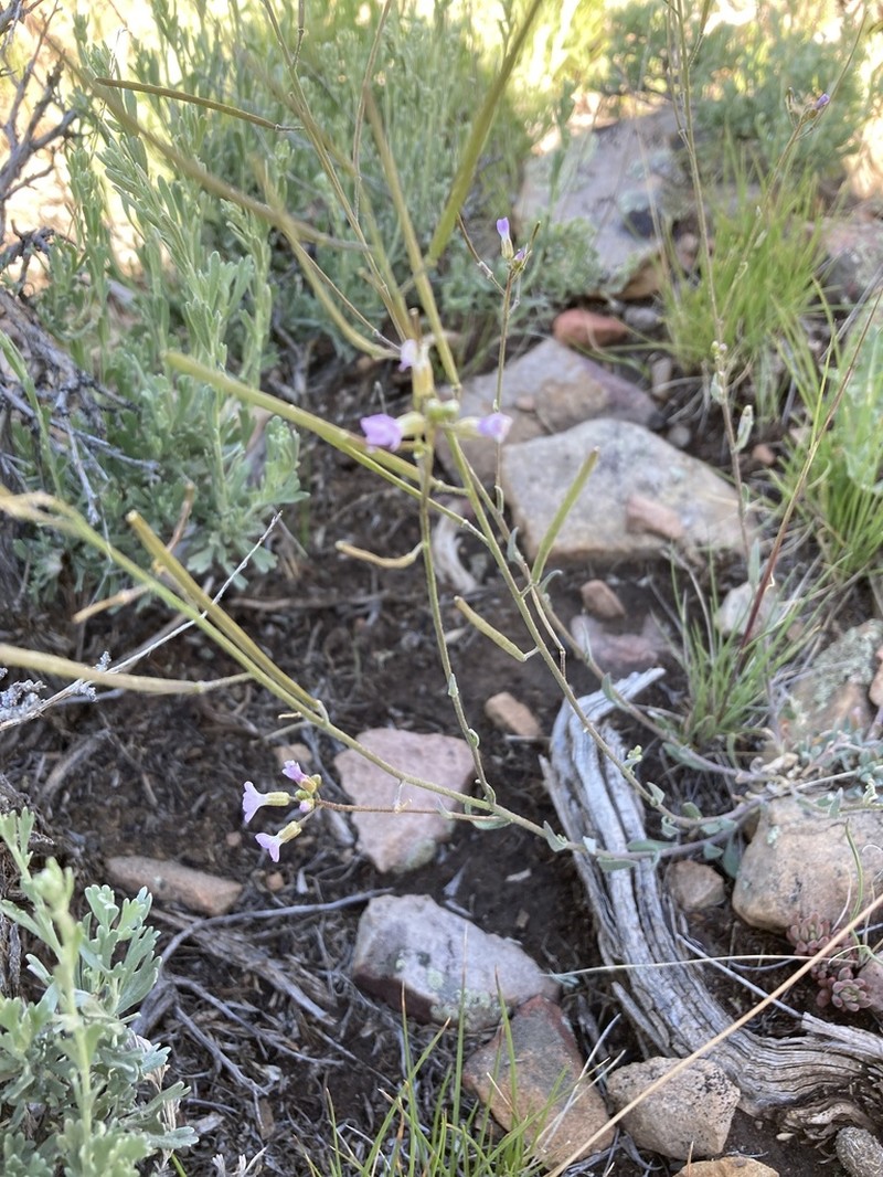 Crandall's Rockcress photo 8