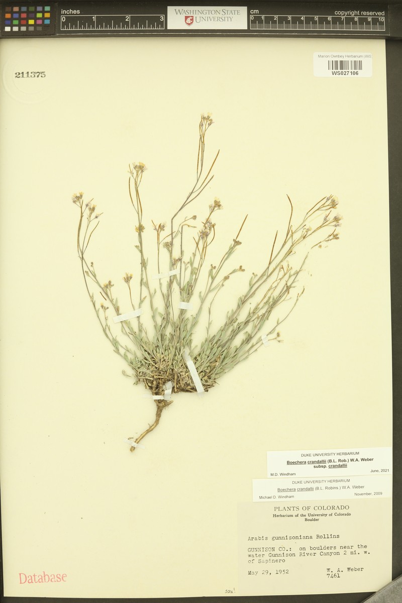 Boechera crandallii subsp. crandallii photo 2