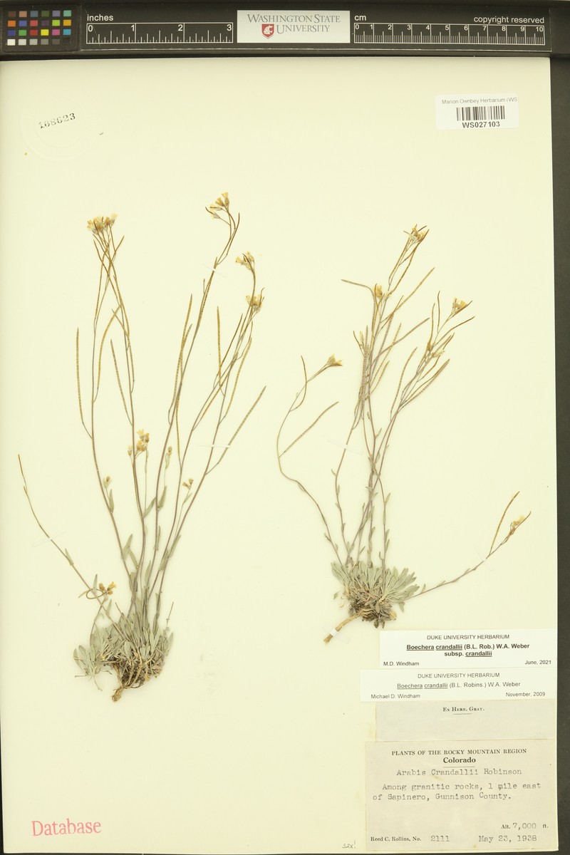 Boechera crandallii subsp. crandallii photo 3