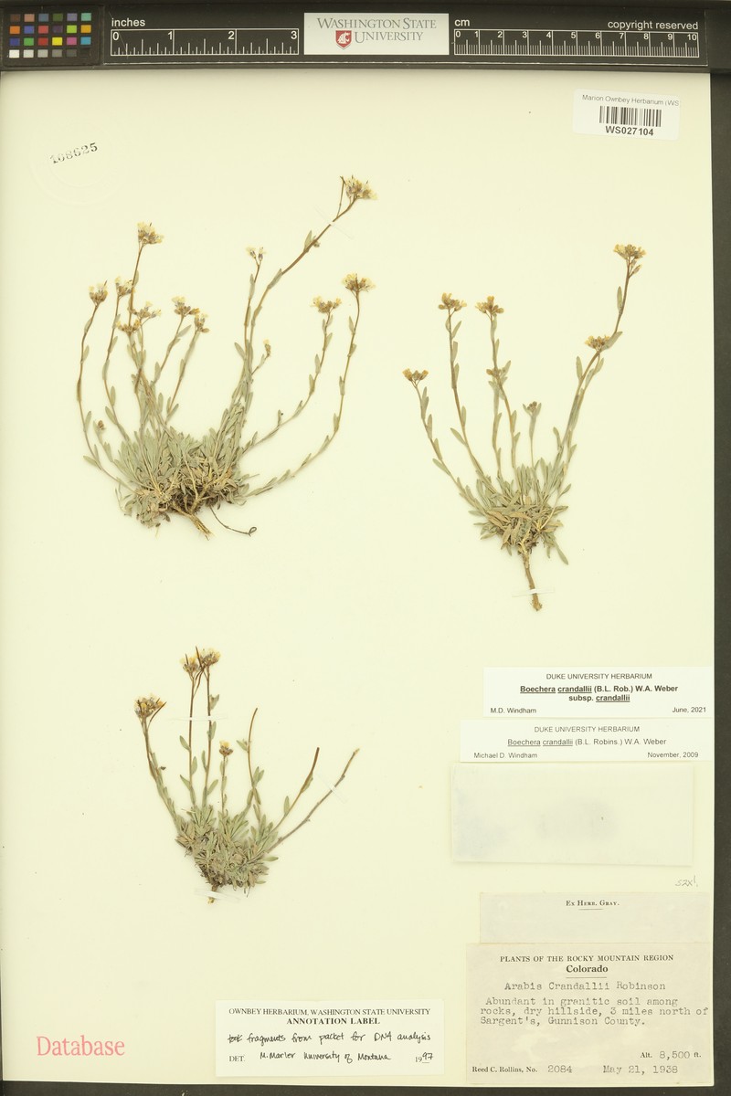 Boechera crandallii subsp. crandallii