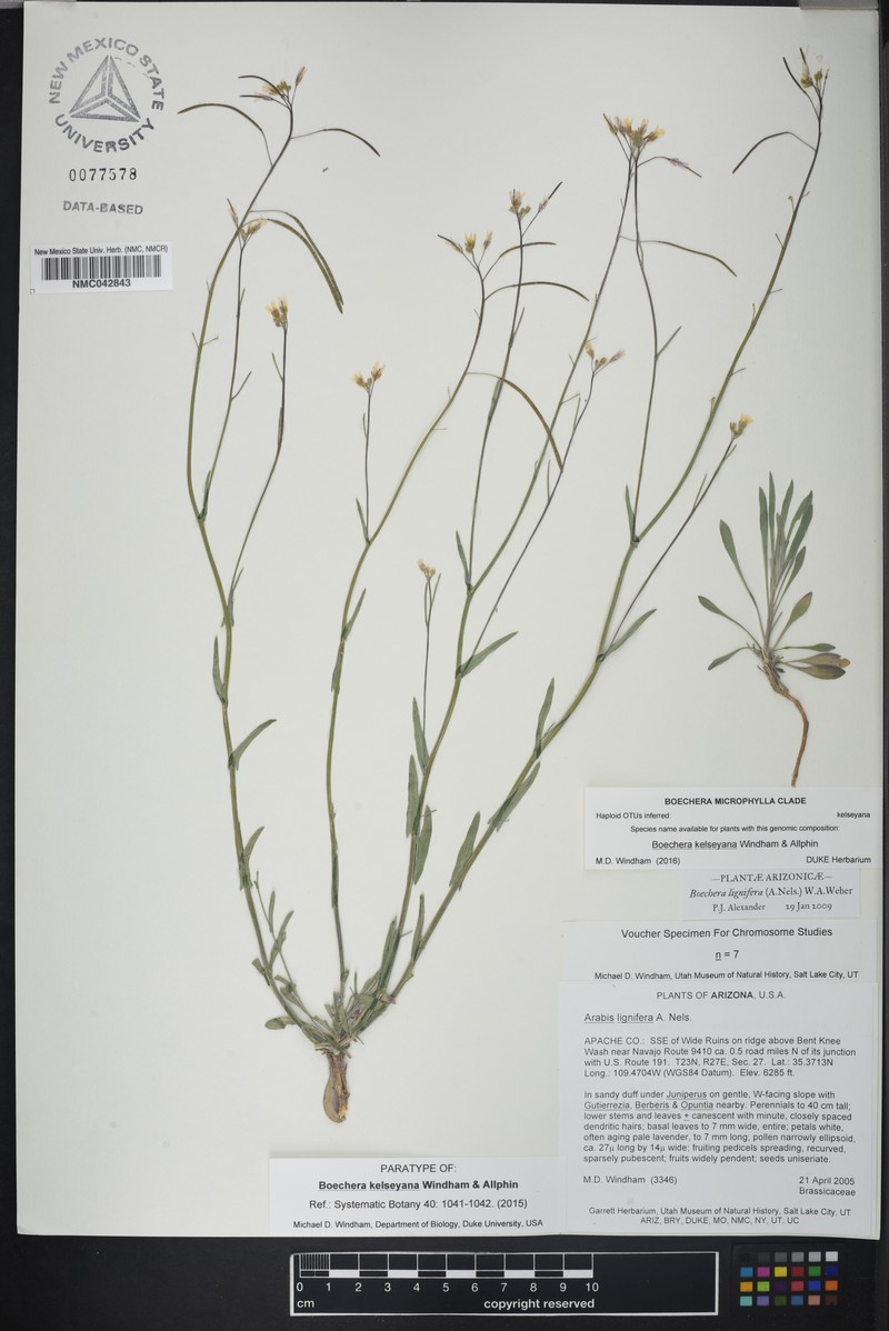 Boechera crandallii subsp. kelseyana photo 3