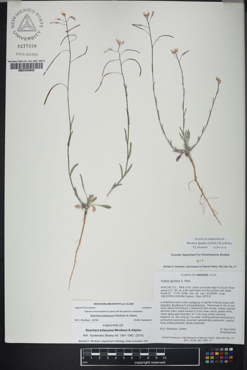 Boechera crandallii subsp. kelseyana photo 4