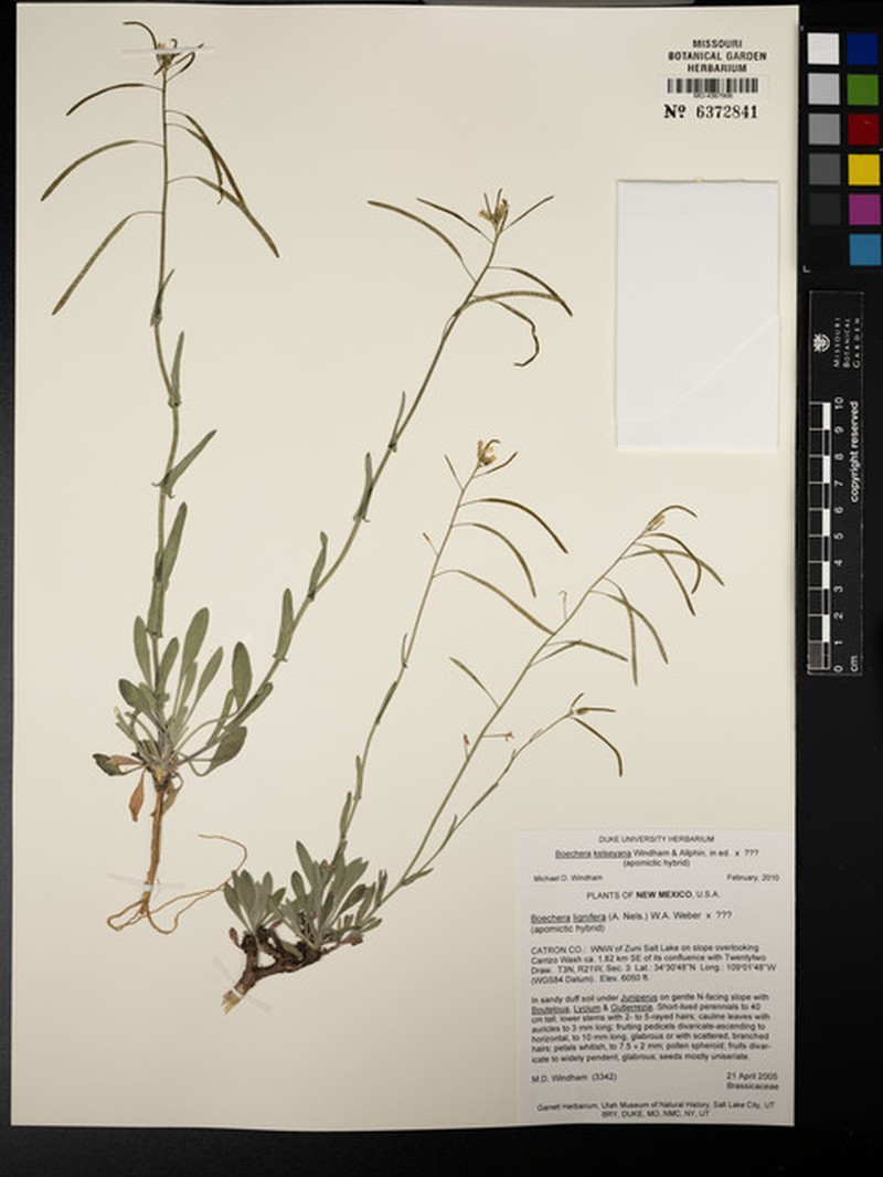Boechera crandallii subsp. kelseyana