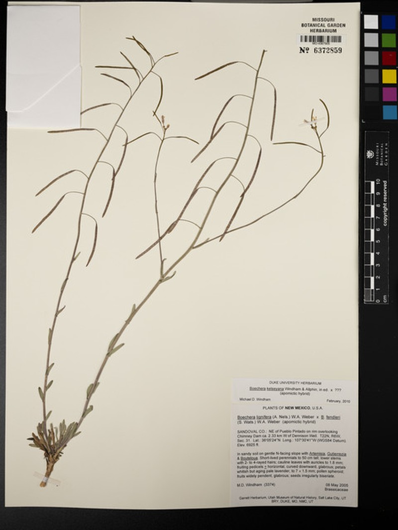 Boechera crandallii subsp. kelseyana photo 2