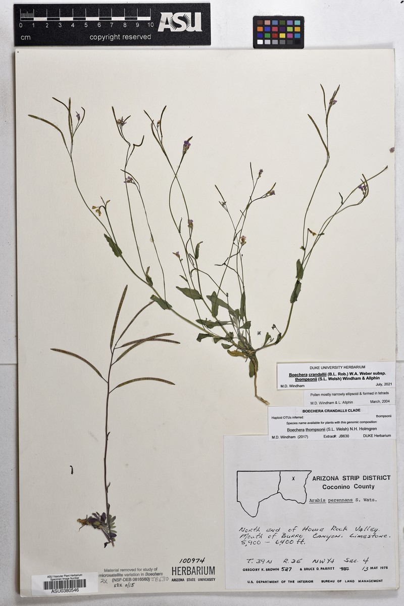 Boechera crandallii subsp. thompsonii photo 3