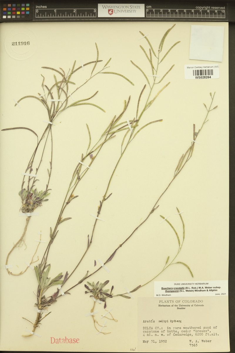 Boechera crandallii subsp. thompsonii photo 4