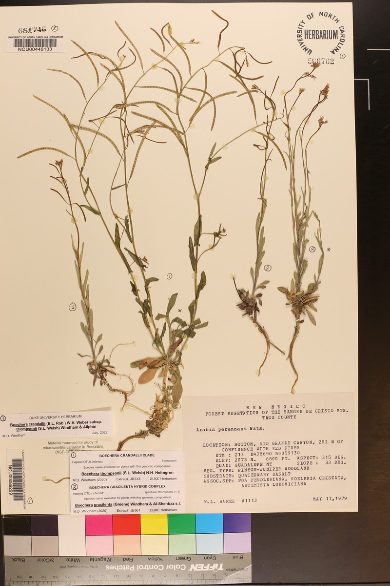 Boechera crandallii subsp. thompsonii
