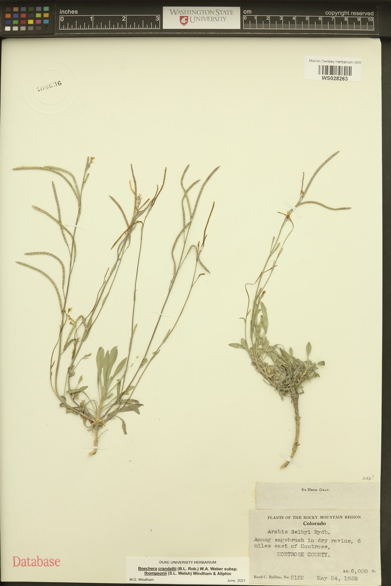 Boechera crandallii subsp. thompsonii photo 2