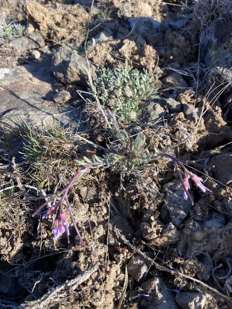 Cusick's Rockcress