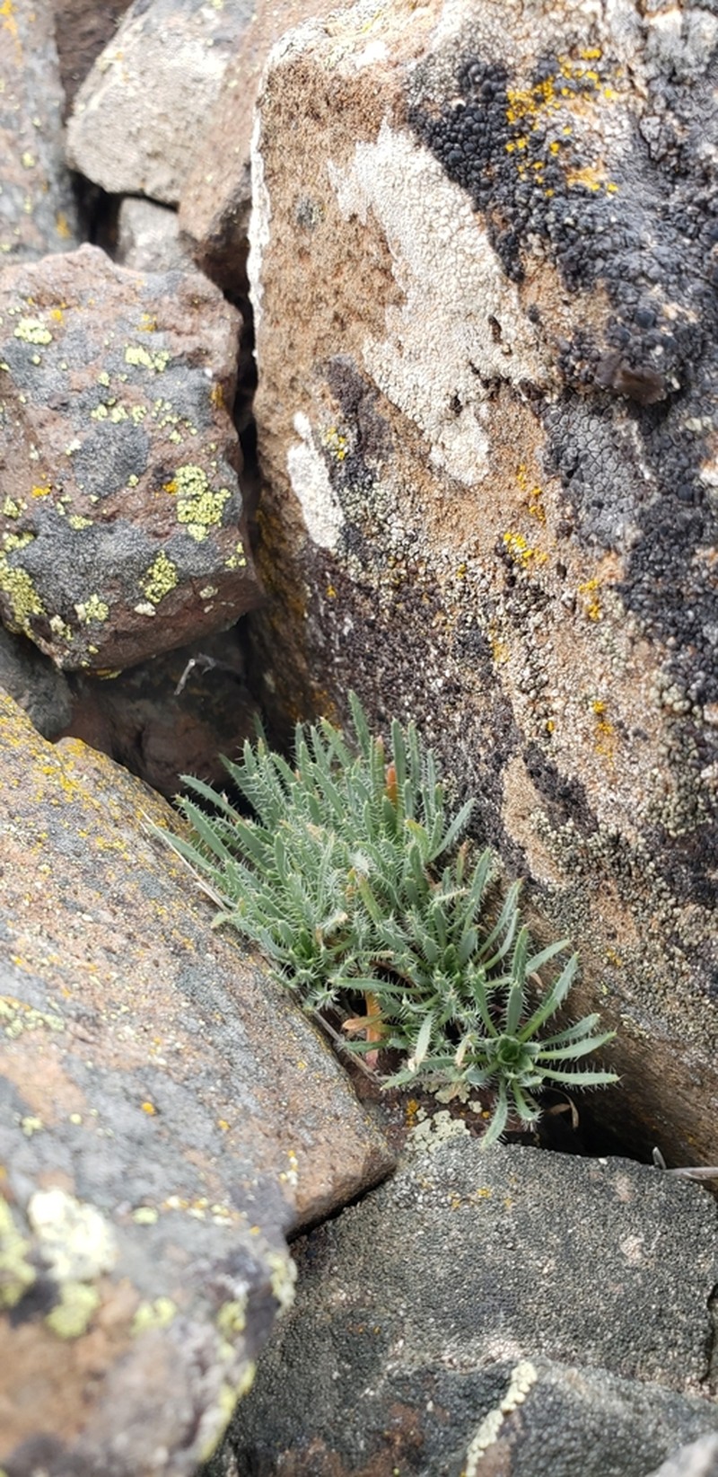 Cusick's Rockcress photo 2